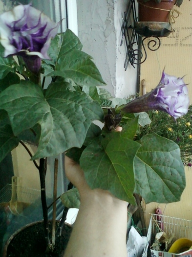 6 august 2012-flori 053 - brugmansia si datura