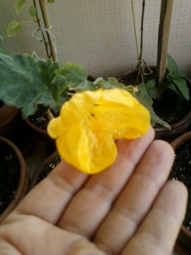 6 august 2012-flori 011 - august 2012-flori