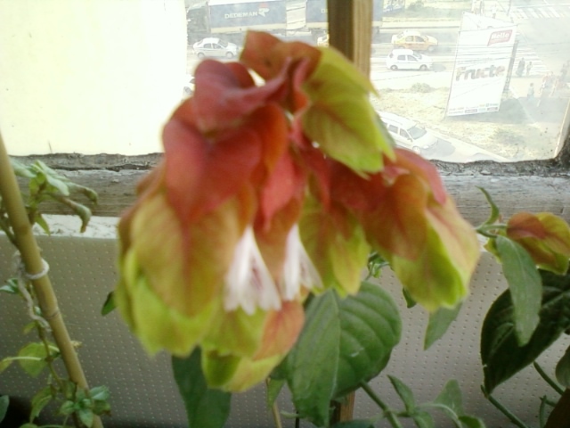 6 august 2012-flori 013 - august 2012-flori