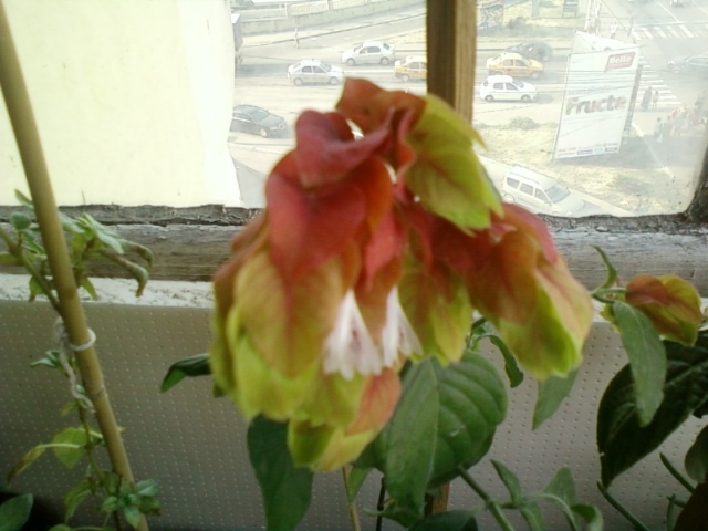 beloperone-mihaela iordache - august 2012-flori