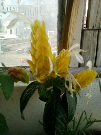 6 august 2012-flori 016 - august 2012-flori