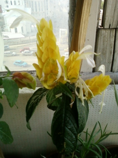 pakistakis l.-mihaela iordache - august 2012-flori