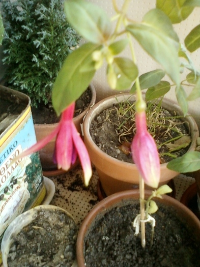 6 august 2012-flori 019 - august 2012-flori