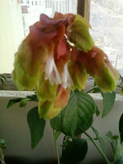 beloperone-mihaela iordache