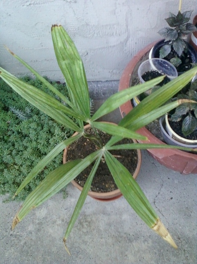 de la o cititoare practic-a...