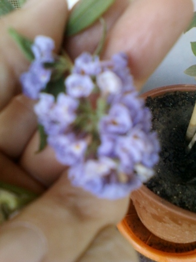 6 august 2012-flori 032