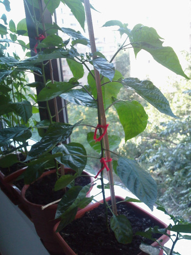 IMG332; madame jeanette
