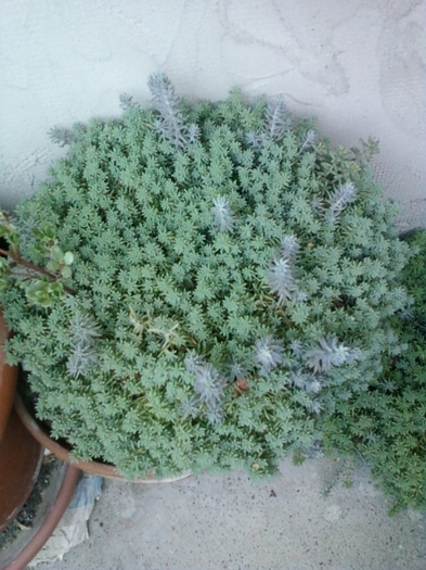 6 august 2012-flori 031