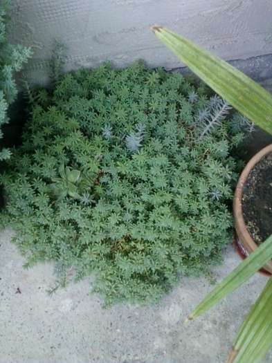 plante de rocarie...