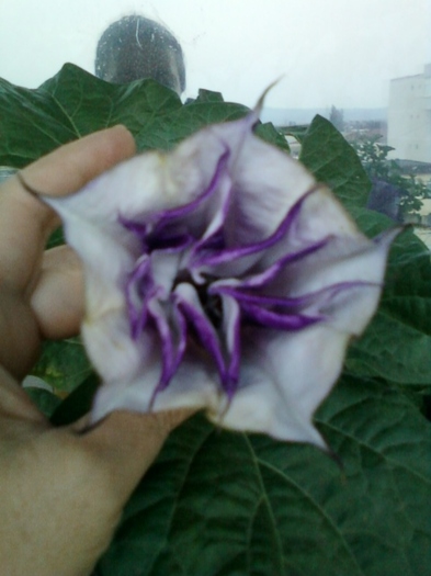 6 august 2012-flori 046