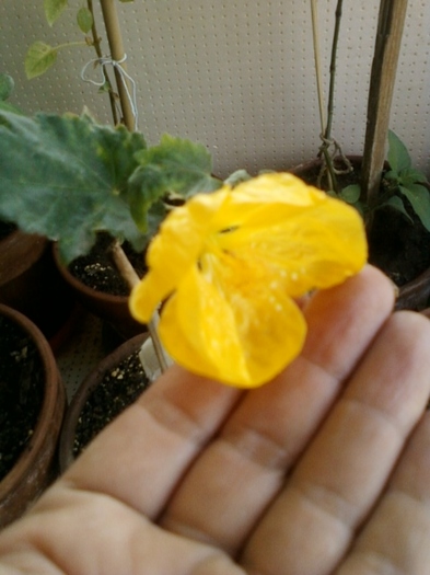 6 august 2012-flori 010 - abutilon