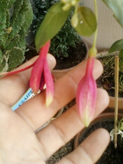 fuchsia rosu cu mov