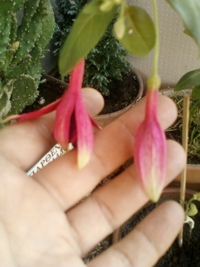 6 august 2012-flori 022