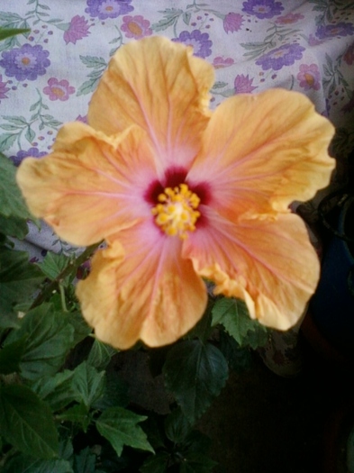 6 august 2012-flori 007