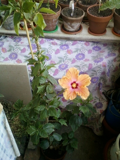 hibi holliday yellow