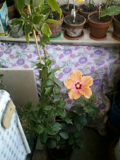 6 august 2012-flori 012 - hibiscus