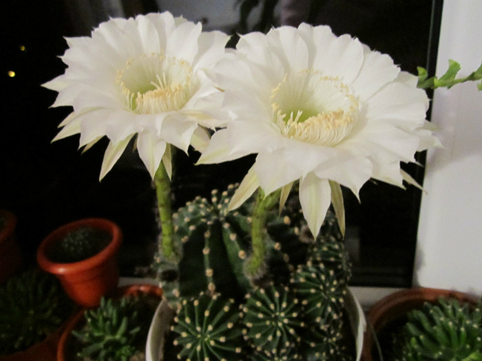 Echinopsis