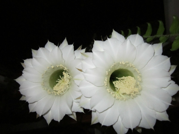 Echinopsis