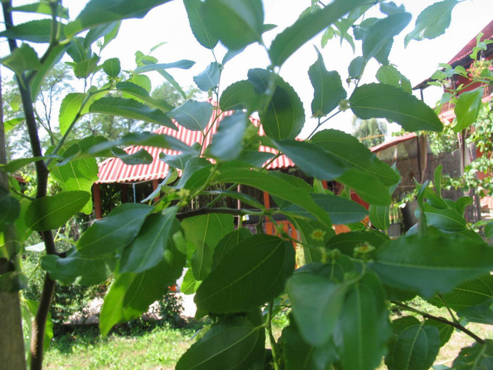 Arborele de ciocolata inflorit -jujube - 1-Plantele care dau culoare si frumusete curtii - 2012