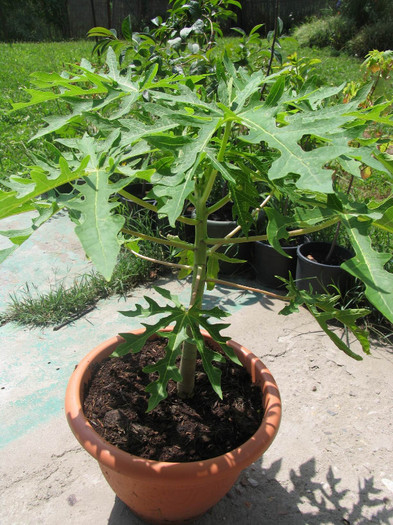 Papaya in forma excelenta - 1-Plantele care dau culoare si frumusete curtii - 2012