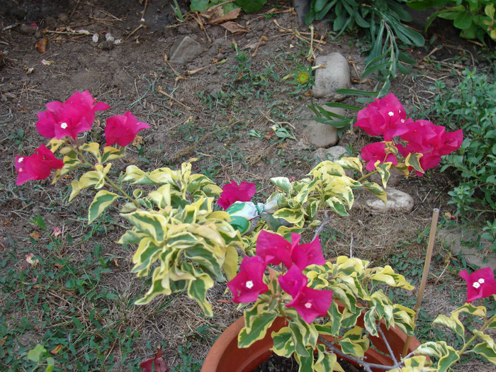 DSC00637 - Bougainvillea