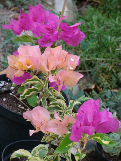 DSC00649 - Bougainvillea