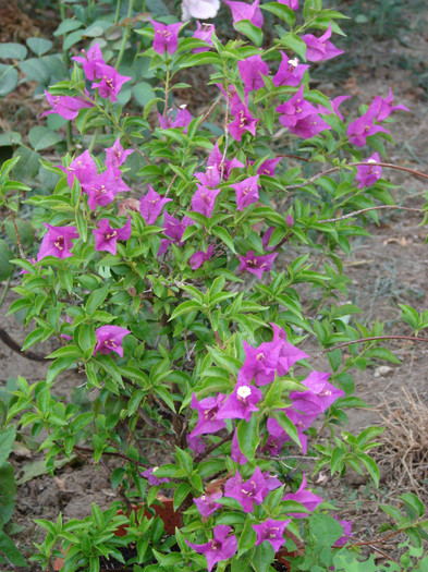 DSC00645 - Bougainvillea