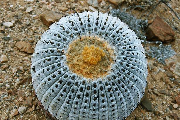 COPIAPOA CINEREA COLUMNA-ALBA