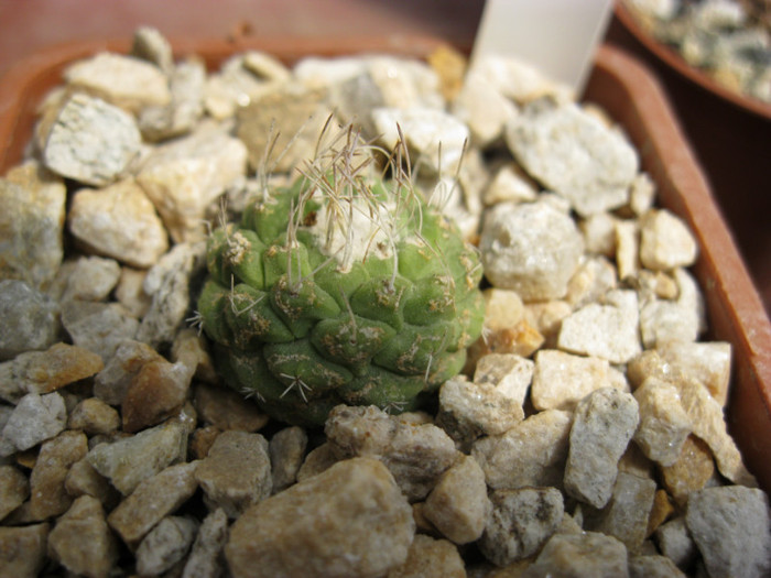 S. disciformis - Strombocactus