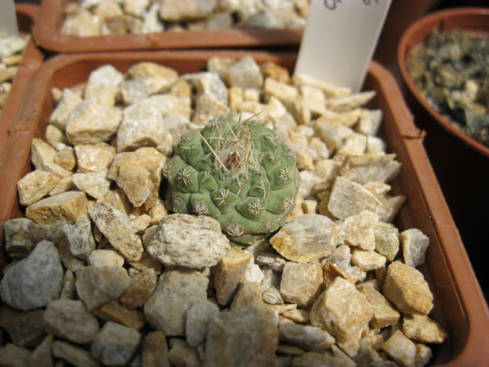 S. disciformis - Strombocactus