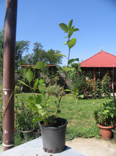 Aronia melanocarpa nero - 15 lei - xPlante de vanzare in 2014