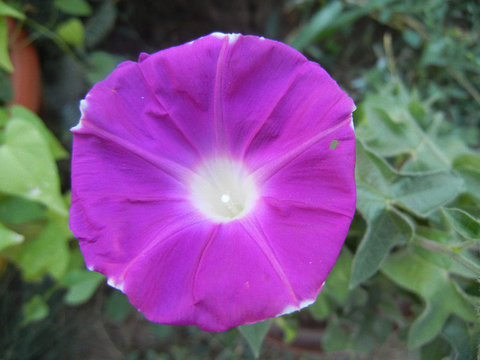 Picotee Morning Glory (2012, Aug.07)