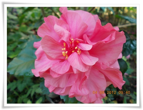 DSCN7730 - flori diverse