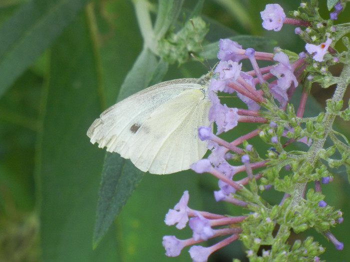 Small White Butterfly (2012, Aug.07) - Small White Butterfly