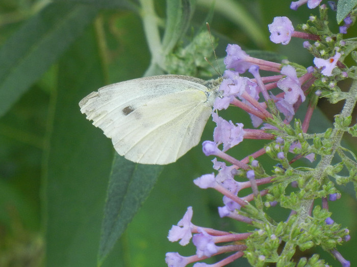 Small White Butterfly (2012, Aug.07)