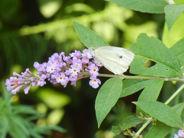 Small White Butterfly (2012, Aug.07) - Small White Butterfly