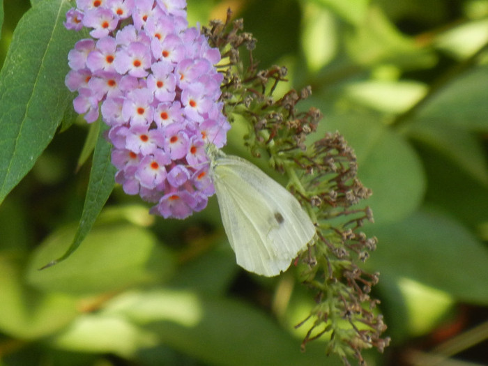 Pieris rapae (2012, August 07) - Small White Butterfly