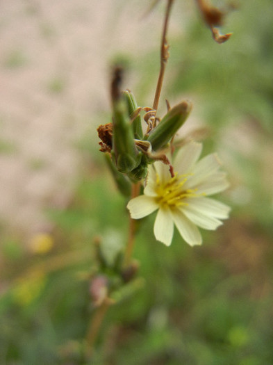 Prickly Lettuce (2012, August 02)