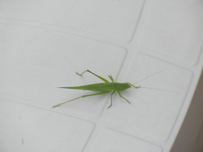 Green grasshopper, 04aug2012 - GRASSHOPERS_Lacuste