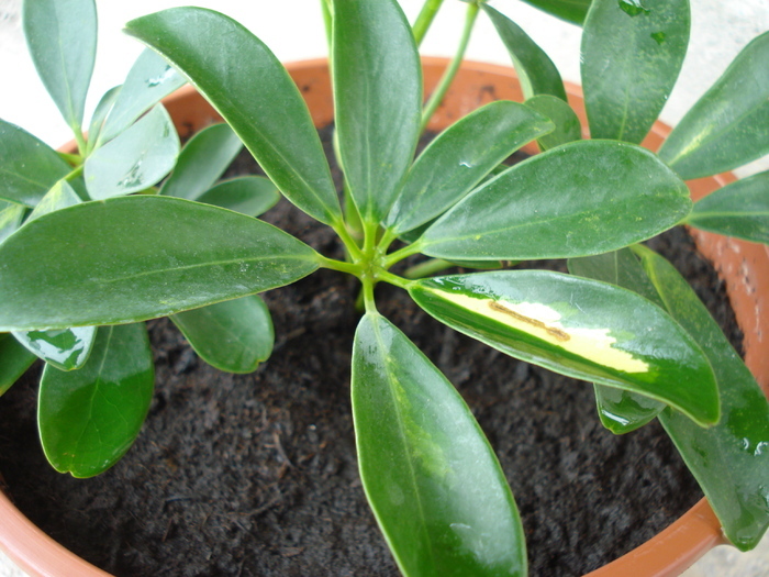 Schefflera Gold Capella (2010, Apr.25) - Schefflera Gold Capella