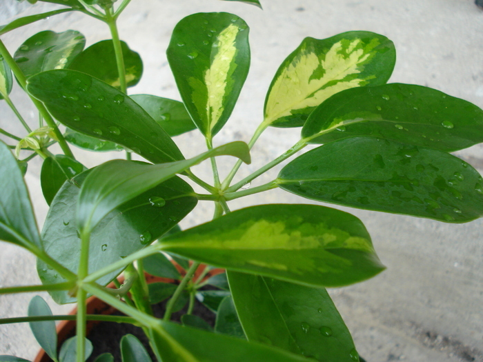 Schefflera Gold Capella (2010, Apr.25) - Schefflera Gold Capella