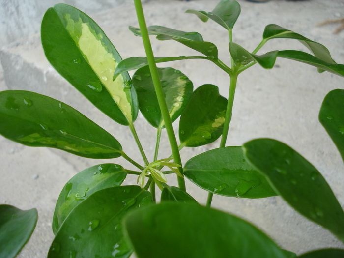 Umbrella Tree Gold Capella (2010, Apr.25) - Schefflera Gold Capella