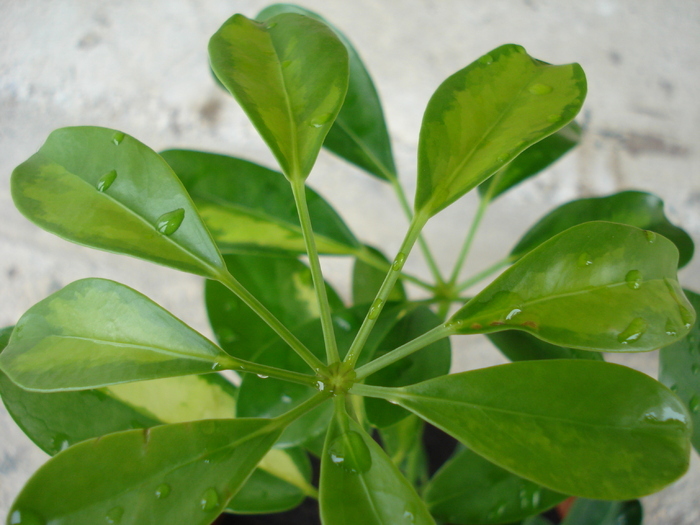 Umbrella Tree Gold Capella (2010, Apr.25) - Schefflera Gold Capella