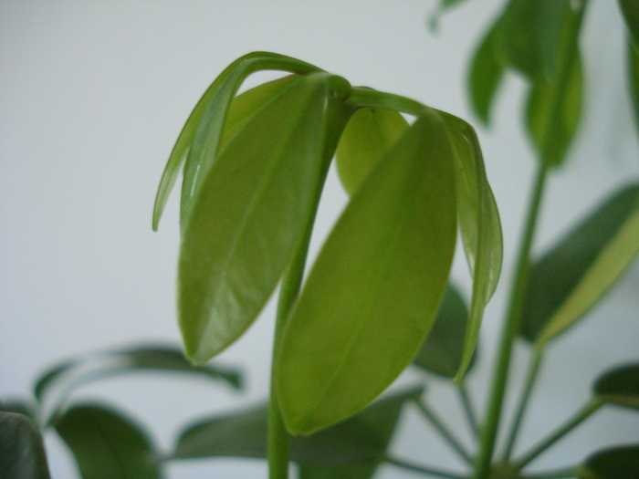 Schefflera Gold Capella (2010, May 03)