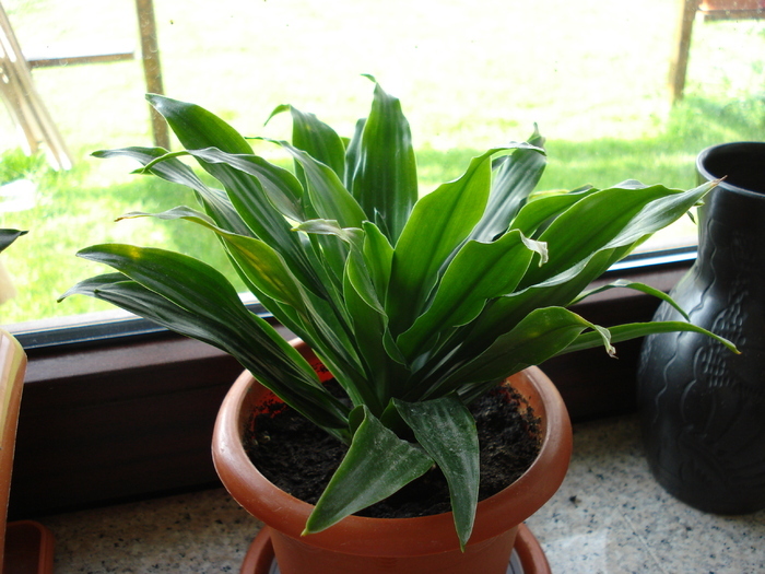 Dracaena Compacta (2009, May 14)