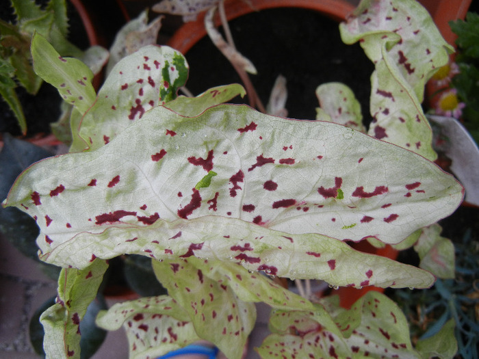 Caladium Miss Muffet (2011, Sep.14)