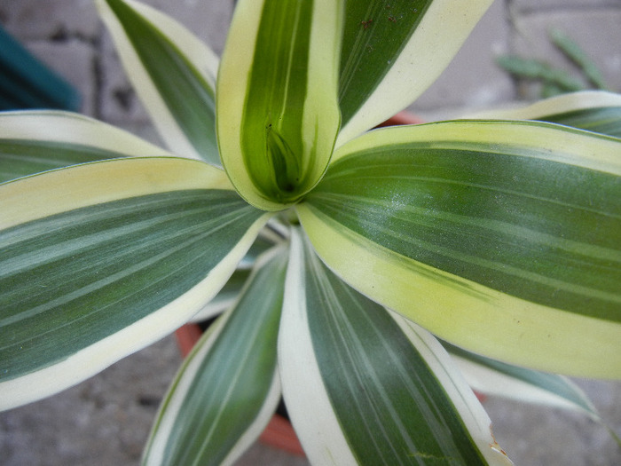 Dracaena Sanderiana (2011, Aug.24) - Dracaena Sanderiana