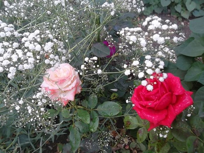  - trandafiri 2012