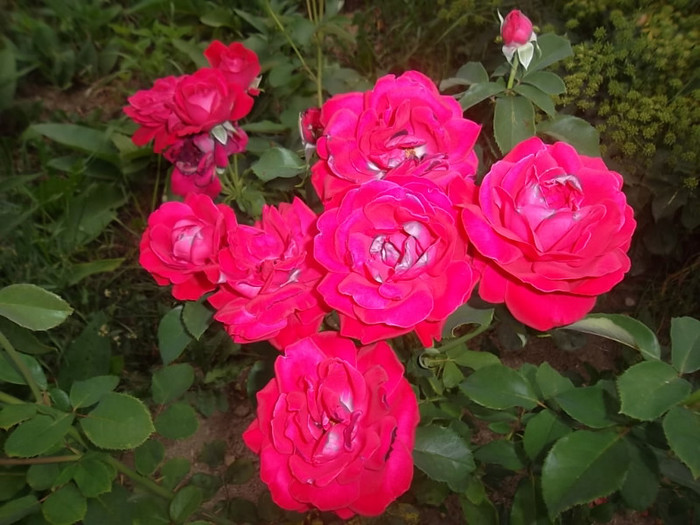 rotckapchen - trandafiri 2012