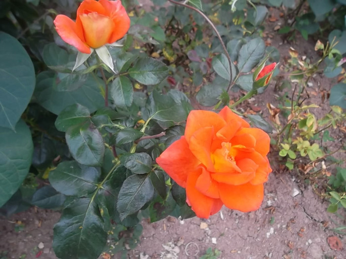 monica - trandafiri 2012